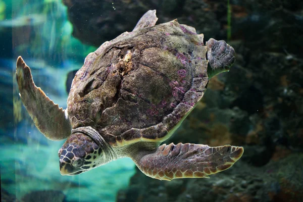 Морская черепаха (Caretta caretta ). — стоковое фото