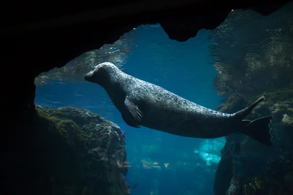 Sello del puerto (Phoca vitulina). — Foto de Stock