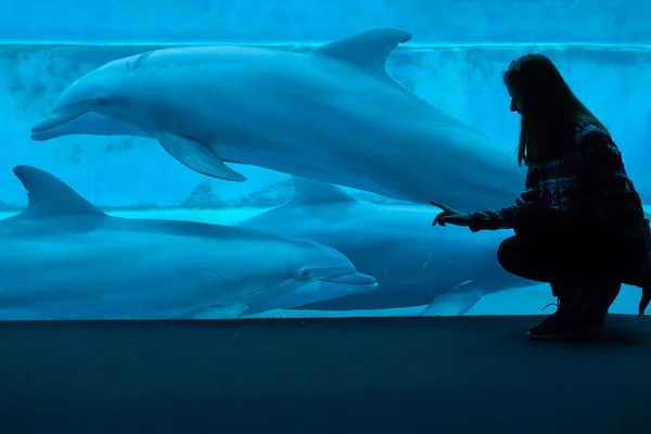 Common bottlenose dolphin (Tursiops truncatus). — Stock Photo, Image