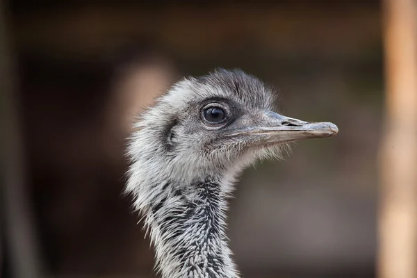 Darwin je Rhea (Rhea pennata) — Stock fotografie