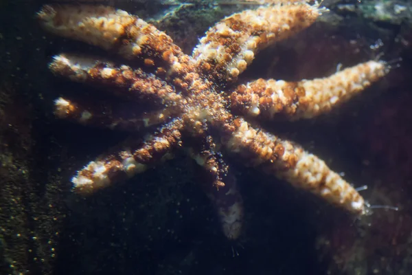 Белая морская звезда (Coscinasterias tenuispina ). — стоковое фото