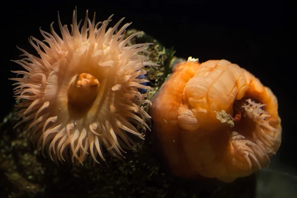 Actinia equina (eqüino Actinia). — Fotografia de Stock