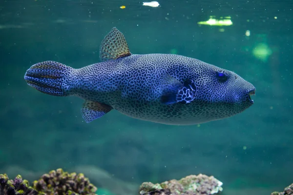 Звёздный фугу (Arothron Stellatus ). — стоковое фото