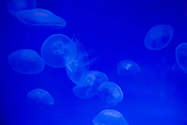 Hold medúza (Aurelia aurita). — Stock Fotó
