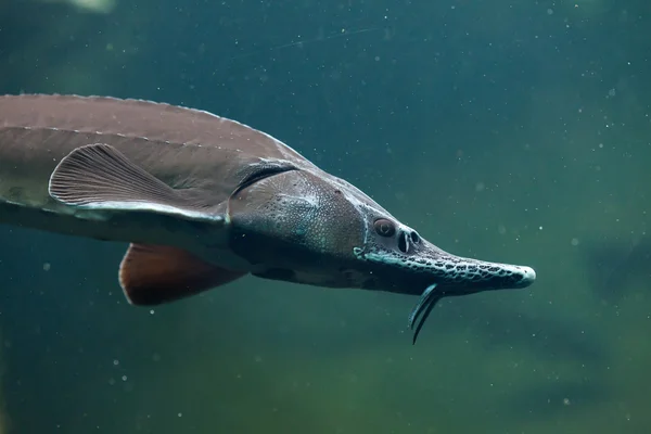 Siberian sturgeon (Acipenser baerii). — Stock Photo, Image