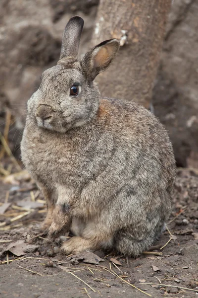 欧洲兔（Oryctolagus cuniculus）). — 图库照片