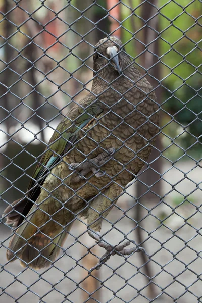 Kea (Nestor notabilis). — Stock Photo, Image