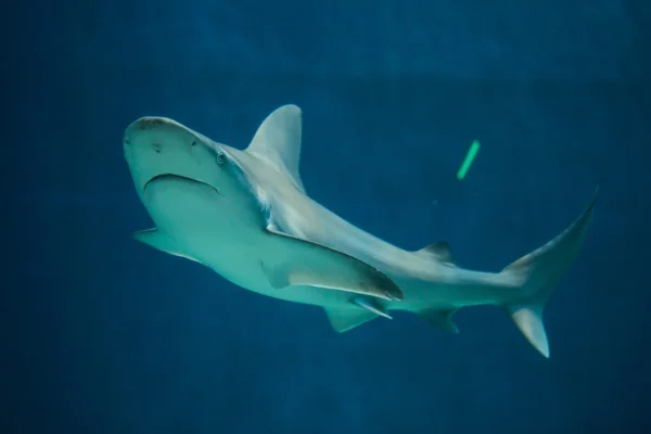 Žralok hnědý (Carcharhinus. tmavý (. plumbeus)). — Stock fotografie