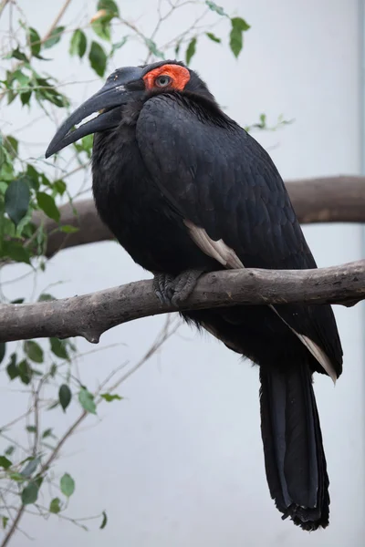 Blånäbb (Bucorvus leadbeateri)). — Stockfoto