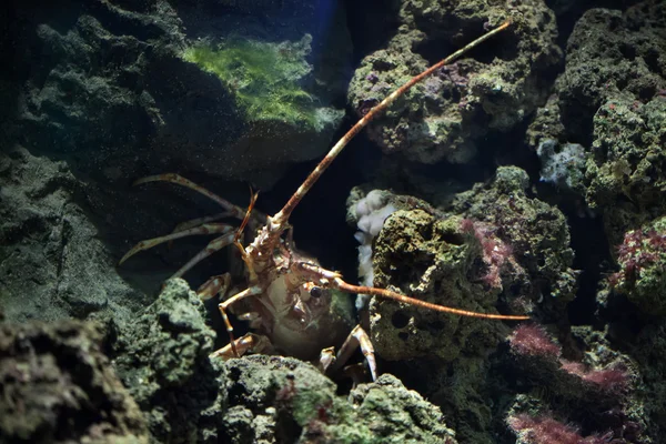 Wspólnej spiny lobster — Zdjęcie stockowe