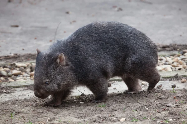 Vombat (Vombatus ursinus). — Stock fotografie