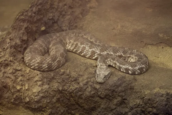 무뚝뚝한 코 바이퍼 (Macrovipera lebetina). — 스톡 사진