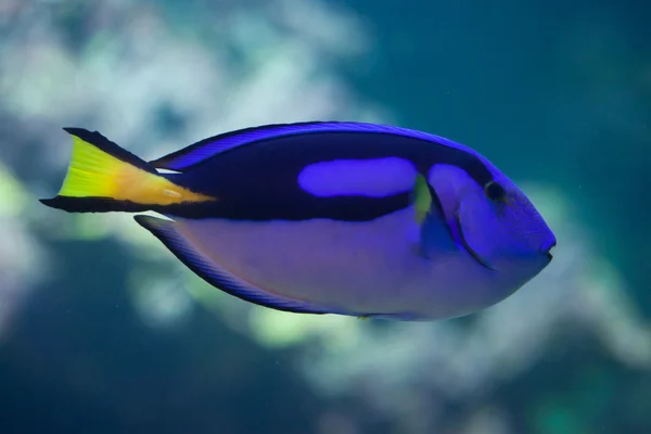 블루 surgeonfish (Paracanthurus hepatus). — 스톡 사진
