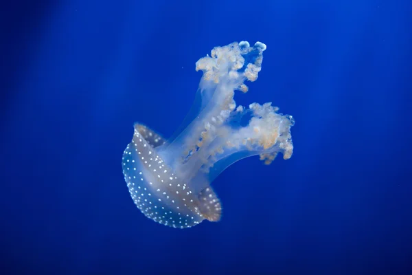 Spotted biały meduzy (Phyllorhiza punctata). — Zdjęcie stockowe