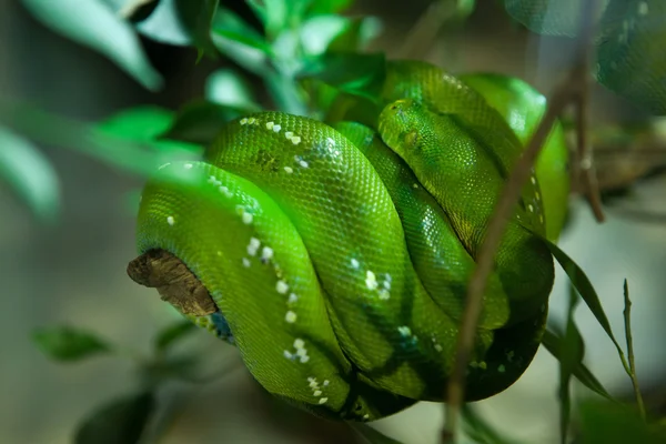 Grön trädpyton (morelia viridis). — Stockfoto