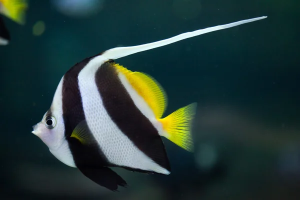 Flama coralfish (Heniochus acuminatus). — Stok fotoğraf