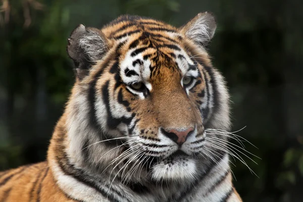 Tigre siberiano (PANTHERA TIGRIS ALTAICA) — Fotografia de Stock