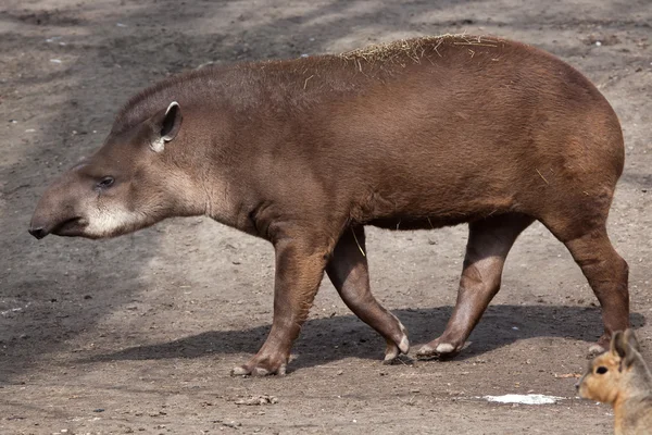 Tapir sul-americano (Tapirus terrestris) — Fotografia de Stock