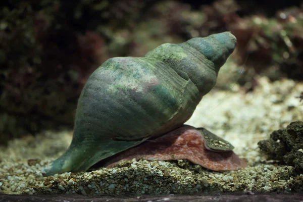 Triton jest trąbka (Charonia tritonis). — Zdjęcie stockowe