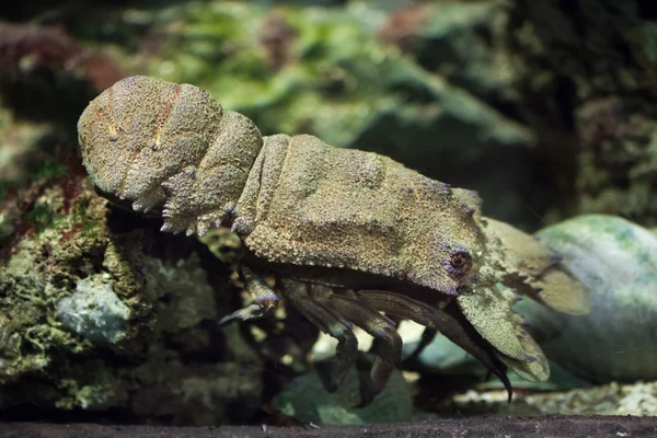 Mediterranean slipper lobster — Stock Photo, Image