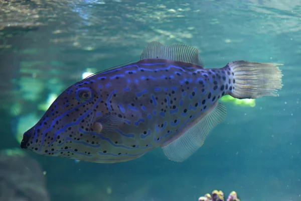 Chaqueta de cuero garabateado filefish — Foto de Stock