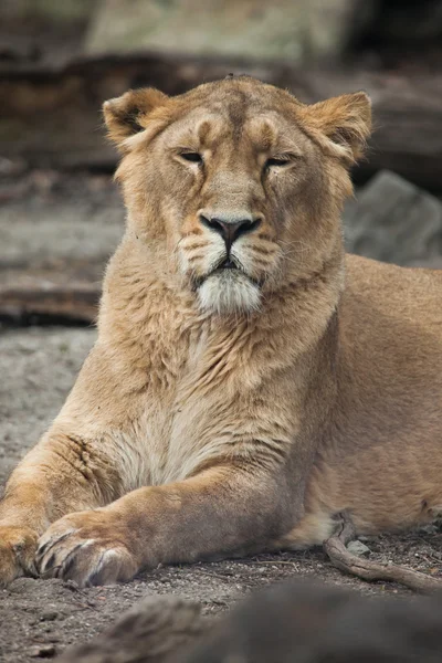 Vrouwelijke Aziatische leeuw (Panthera leo persica). — Stockfoto