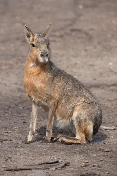 Patagonian mara (Dolichotis patagonum). — Stock Photo, Image