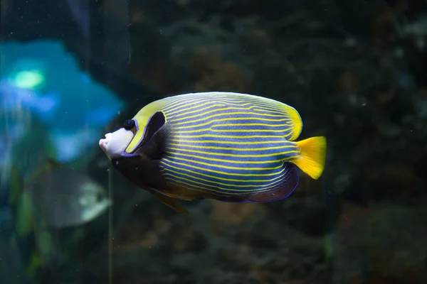 Pesce angelo imperatore (Pomacanthus imperator ). — Foto Stock
