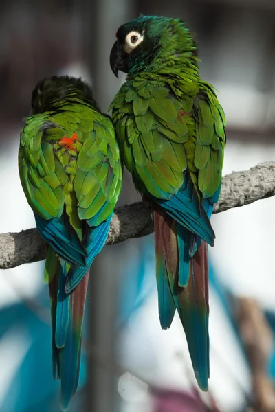 Blue-winged macaws (Primolius maracana) — Stock Image Blue-winged macaws (Primolius maracana) Stock Picture