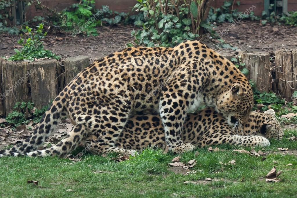 persian