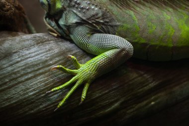 Green iguana (Iguana iguana). clipart