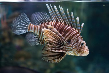 Kırmızı lionfish (Pterois volitans).