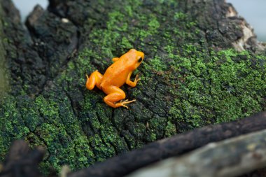 Golden mantella (Mantella aurantiaca).  clipart