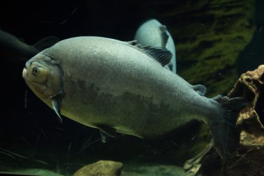 Pirapitinga (Piaractus brachypomus). 