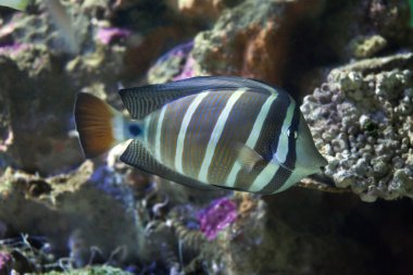 Sailfin tang (Zebrasoma veliferum).