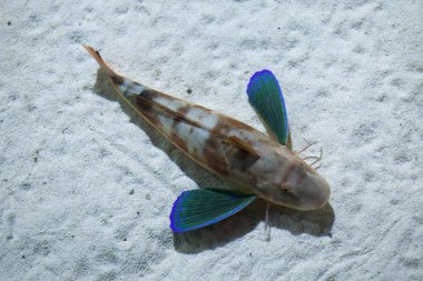 Küvet kırlangıç (Chelidonichthys lucerna).