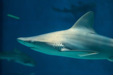 Kum köpekbalığı (Carcharhinus plumbeus).