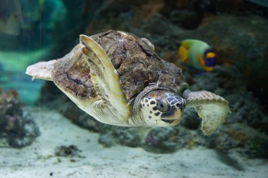 Deniz kaplumbağası (Caretta caretta).