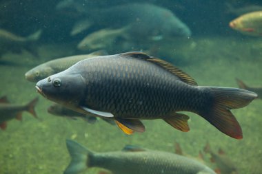 Vahşi ortak carps (Cyprinus carpio). 