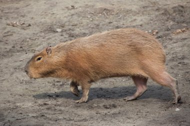 Capibara (Hydrochoerus hydrochaeris).