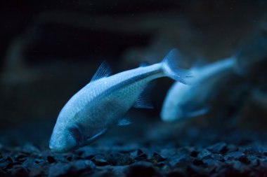 Meksika tetra (astyanax mexicanus)