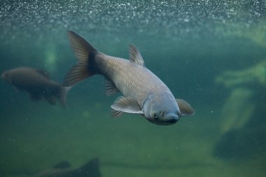 Çim carps (Ctenopharyngodon idella).