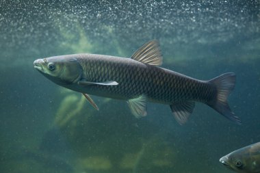 Çim carps (Ctenopharyngodon idella).