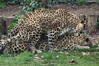İran leoparı (Panthera pardus saxicolor) 