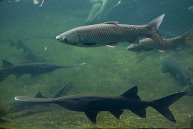 Amerikan paddlefish (Polyodon spathula).