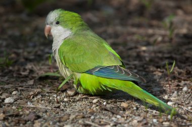 Keşiş muhabbet kuşu (myiopsitta monachus)