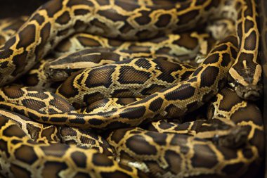 Birmanya piton (Python bivittatus).