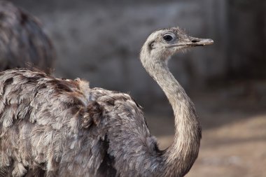 Darwin'in Rhea (Rhea pennata)