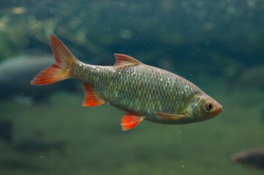 ortak rudd (scardinius erythropthalmus).