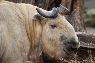 Sichuan takin (Budorcas taxicolor tibetana)
